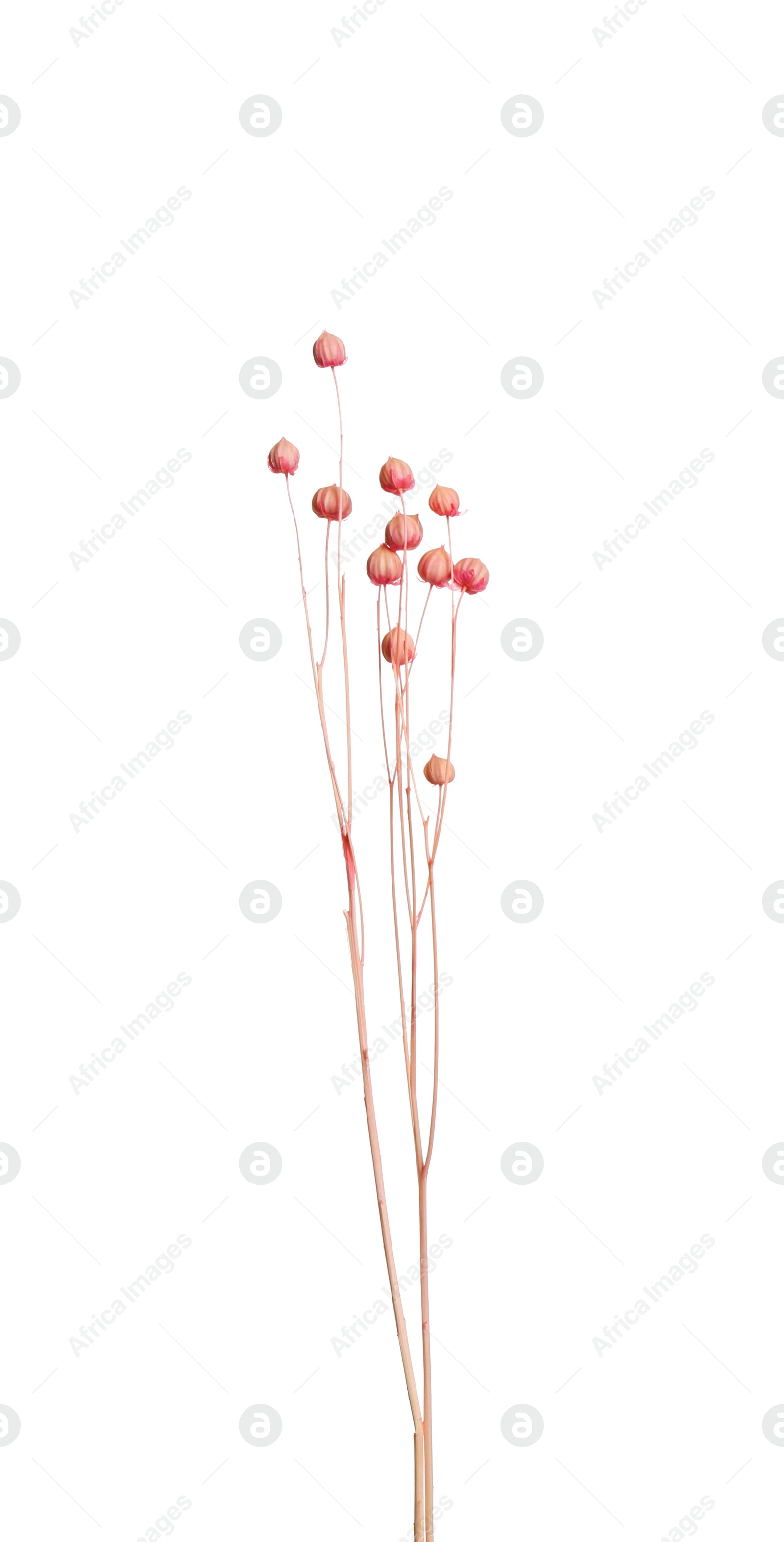 Photo of Beautiful tender dried flowers on white background.