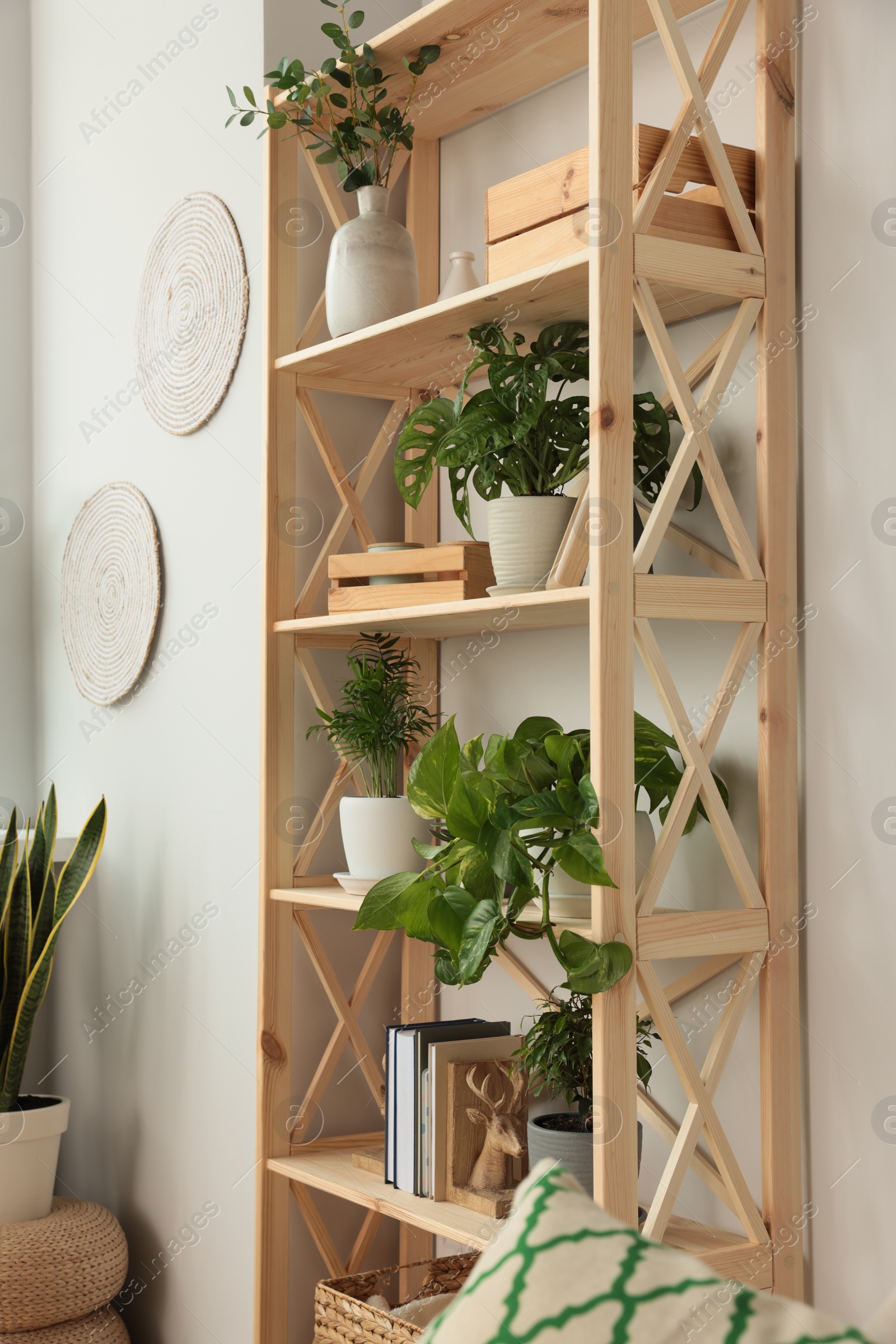 Photo of Wooden shelving unit with beautiful house plants indoors. Home design idea