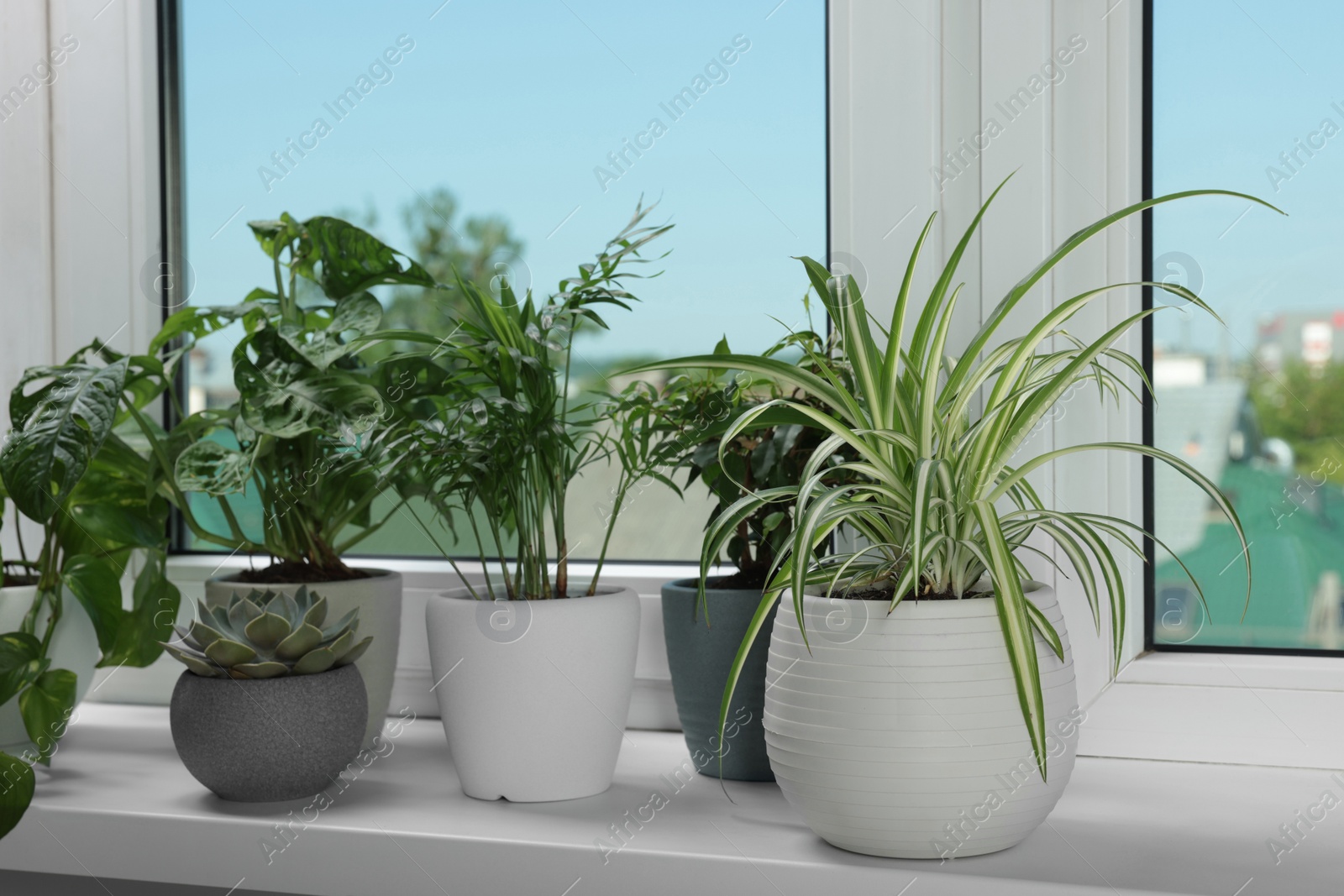 Photo of Different beautiful potted houseplants on window sill indoors