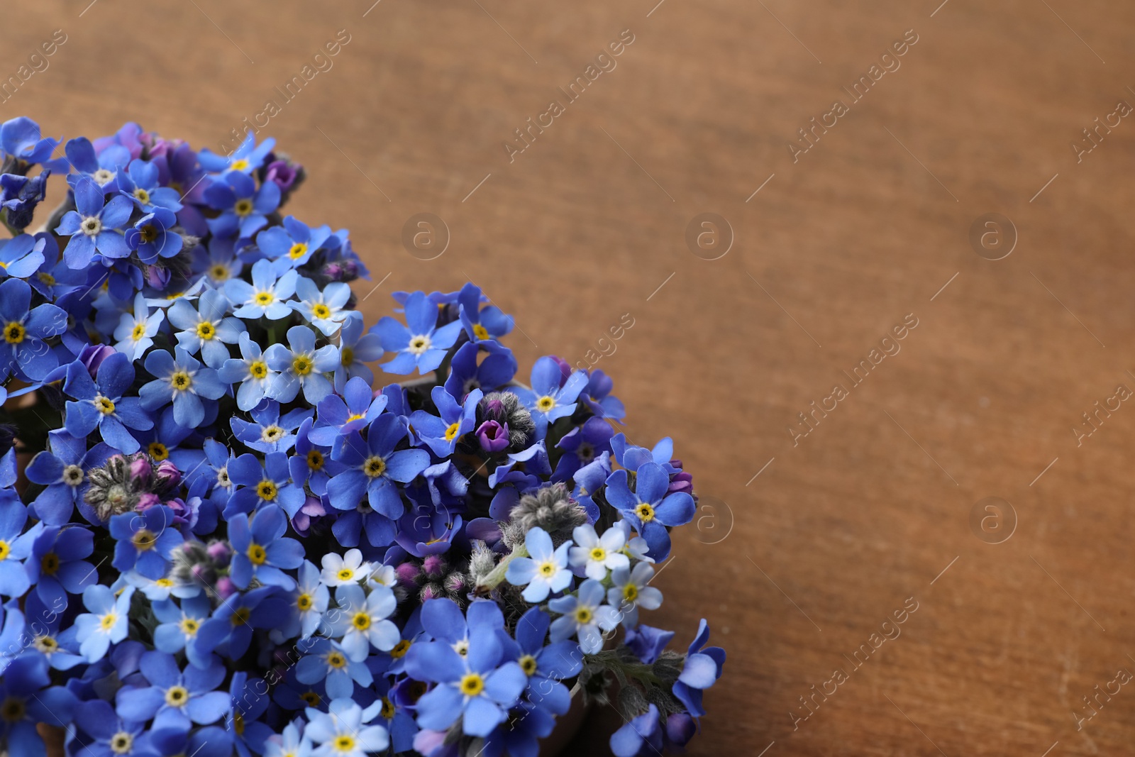 Photo of Beautiful blue forget-me-not flowers on wooden table. Space for text