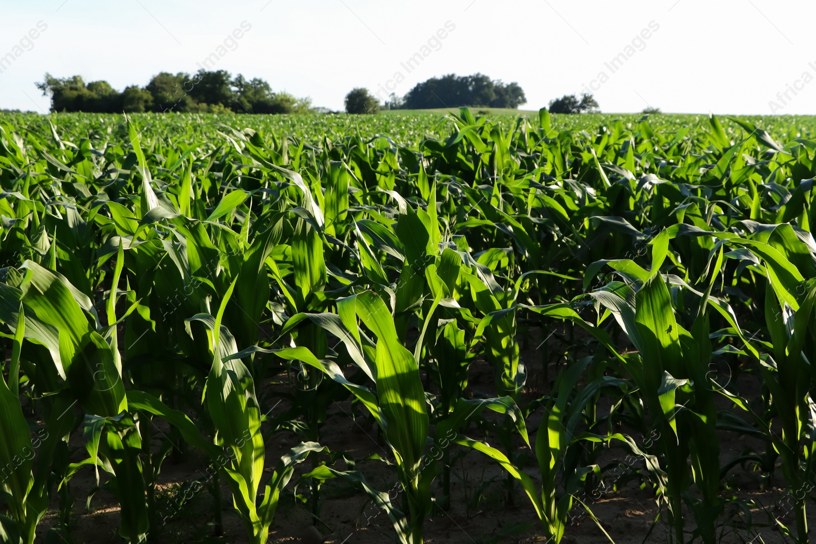 Photo of Beautiful agricultural field with green corn plants on sunny day