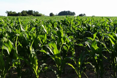 Beautiful agricultural field with green corn plants on sunny day