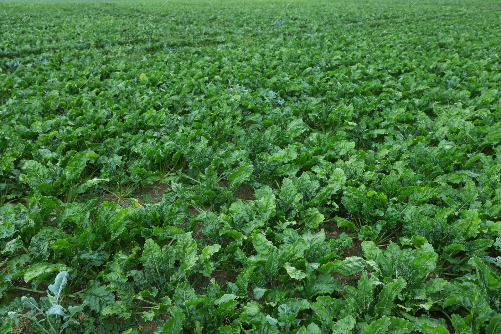 Photo of Beautiful view of beet plants growing in field