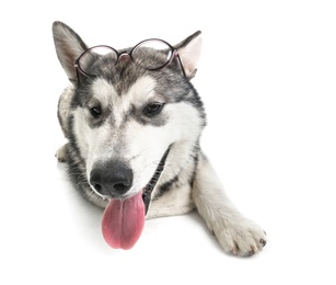 Photo of Cute Alaskan Malamute dog with eyeglasses on white background