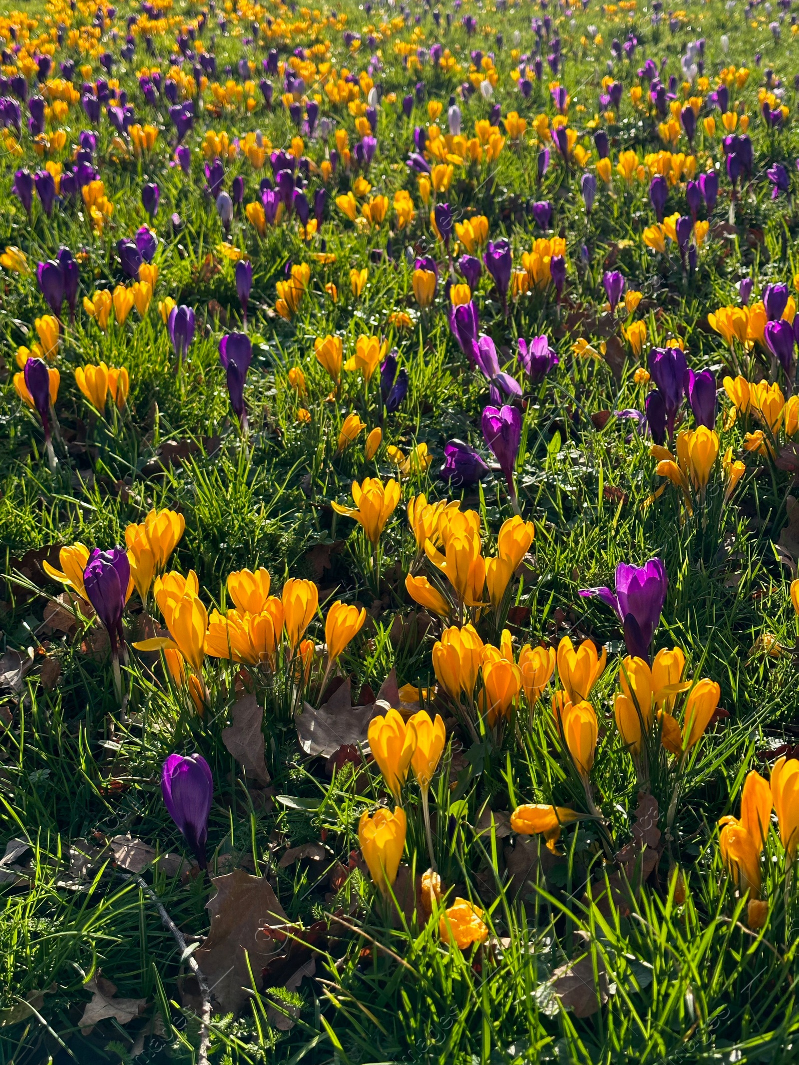 Photo of Beautiful yellow and purple crocus flowers growing in grass near autumn leaves on sunny day