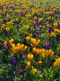 Beautiful yellow and purple crocus flowers growing in grass near autumn leaves on sunny day