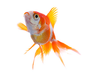 Beautiful bright small goldfish isolated on white