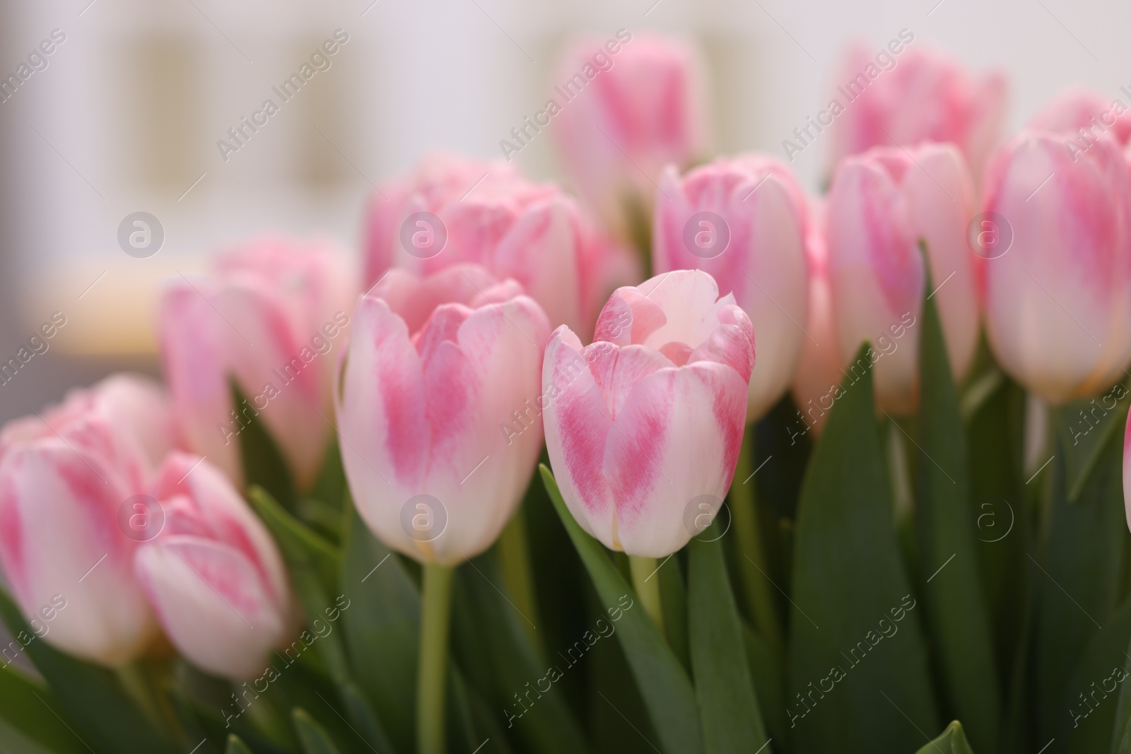 Photo of Beautiful bouquet of fresh pink tulips on blurred background, closeup