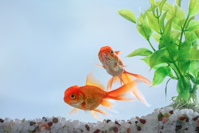 Photo of Beautiful bright goldfish in aquarium, closeup view