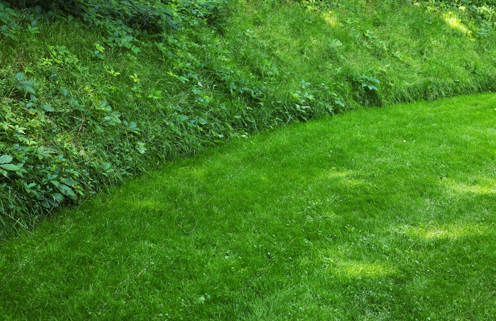 Photo of Beautiful lawn with green grass on sunny day