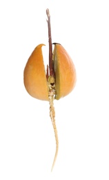 Avocado pit with sprout and root on white background