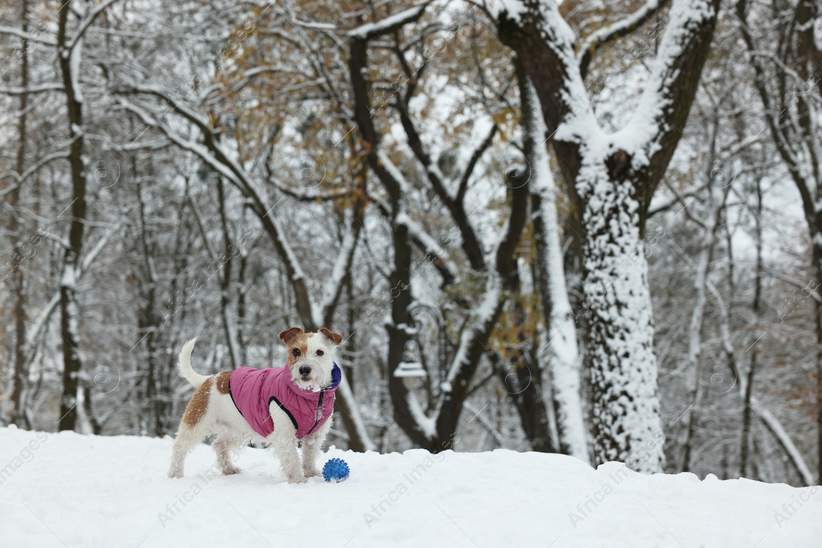 Photo of Cute Jack Russell Terrier with toy ball in snowy park