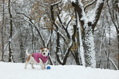 Cute Jack Russell Terrier with toy ball in snowy park