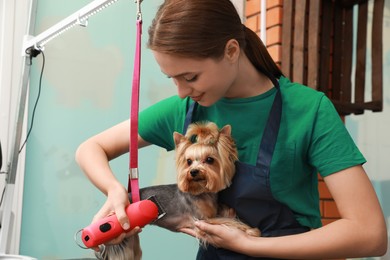 Professional groomer giving stylish haircut to cute dog in pet beauty salon