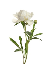 Photo of Fragrant peony on white background. Beautiful spring flower