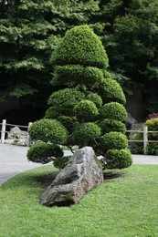 Photo of Beautiful green decorative tree and stone in park