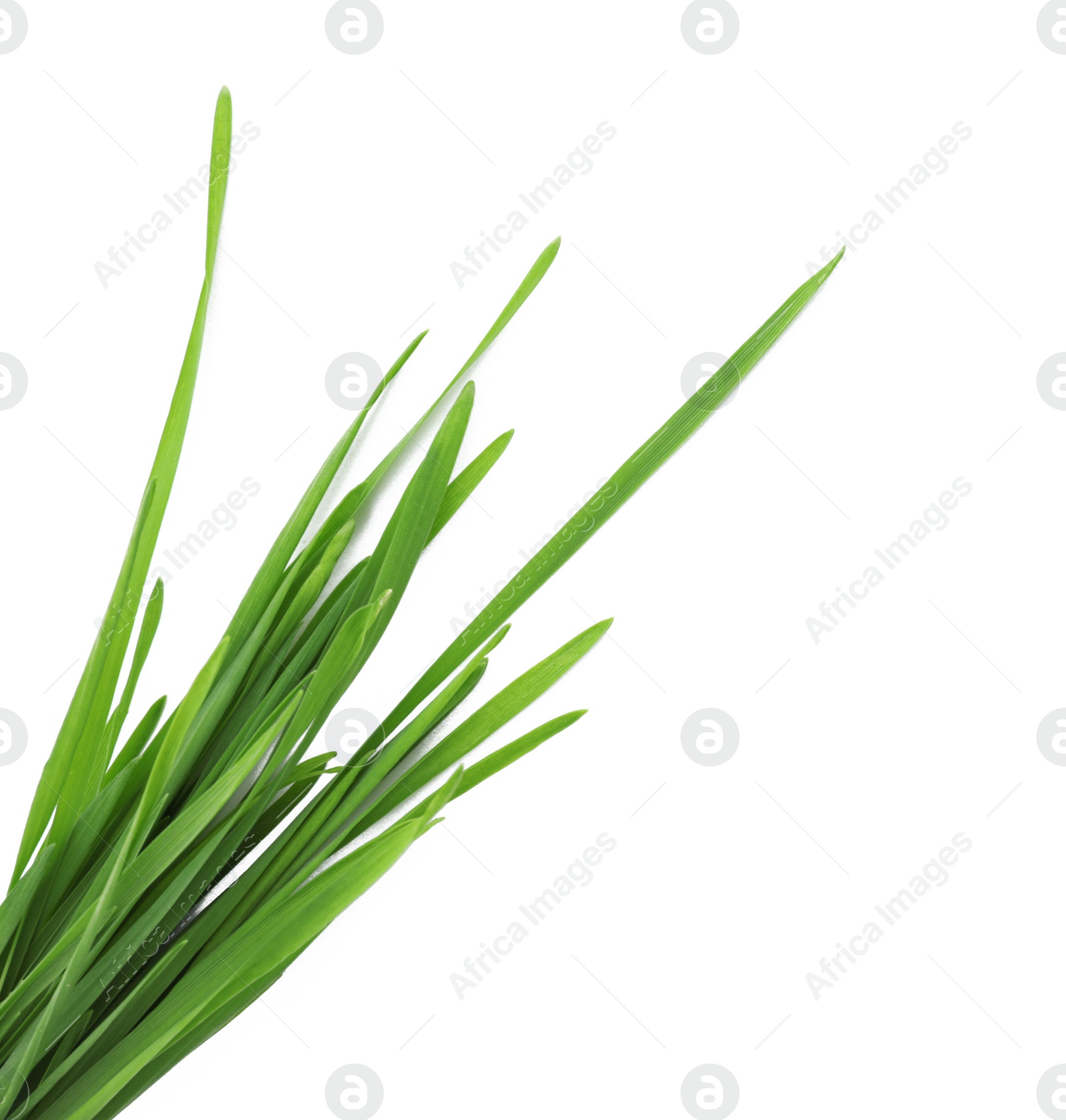 Photo of Wheat grass on white background, top view