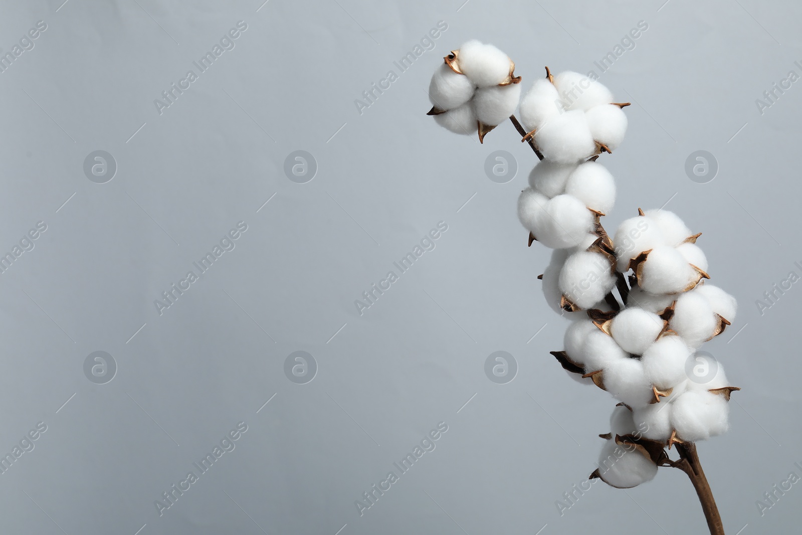 Photo of Beautiful cotton branch with fluffy flowers on light grey background, space for text