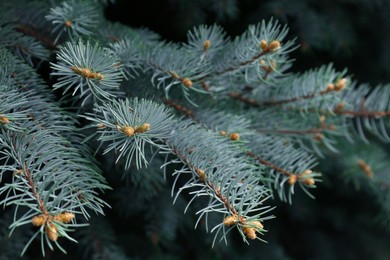 Photo of Beautiful branches of coniferous tree, closeup view