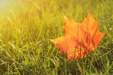 Photo of Beautiful fallen leaf among green grass outdoors on sunny autumn day, closeup. Space for text