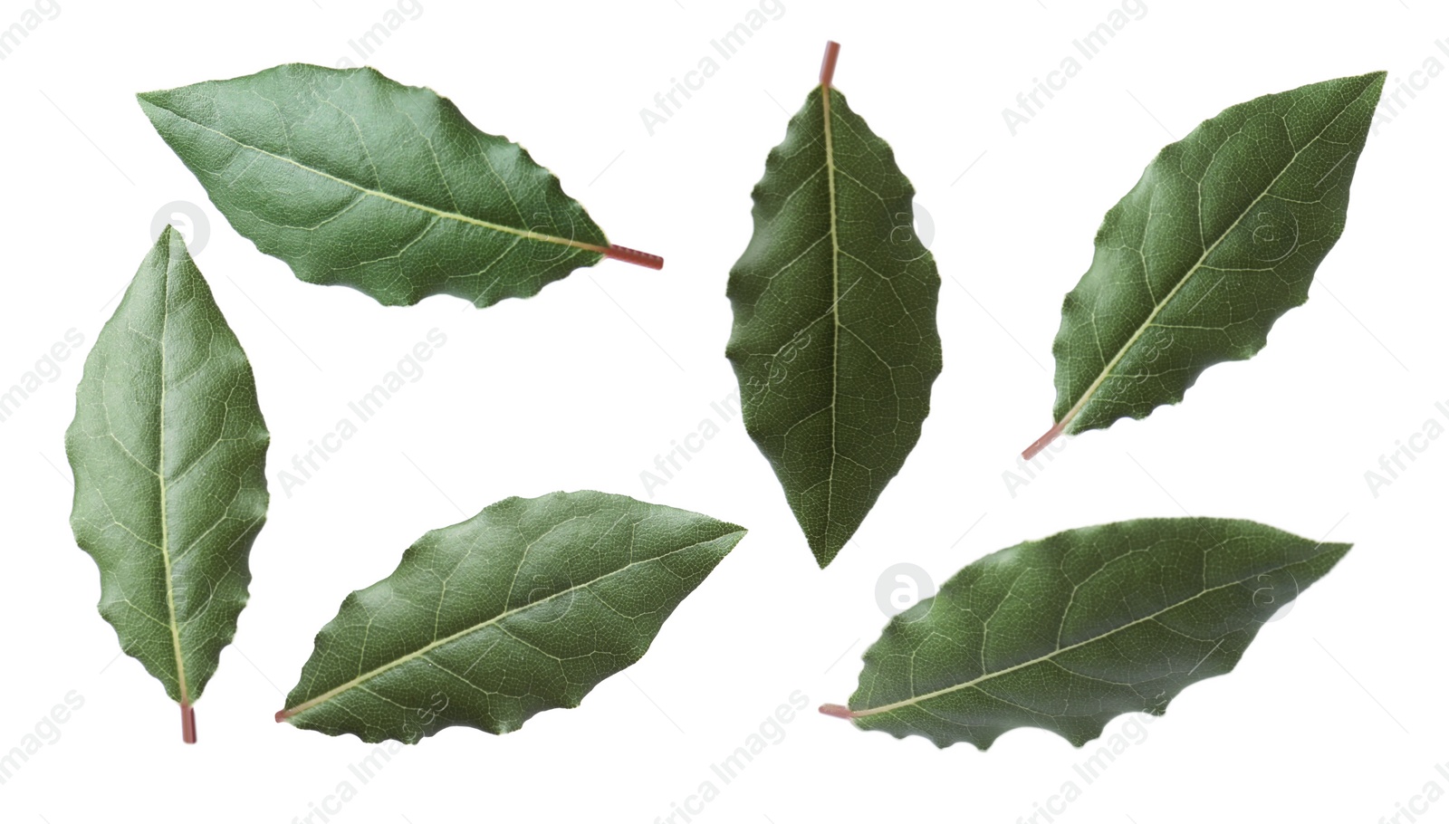 Image of Collage with fresh bay leaves on white background