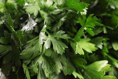 Fresh green parsley leaves as background, closeup