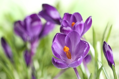 Photo of Beautiful spring crocus flowers on blurred background, space for text