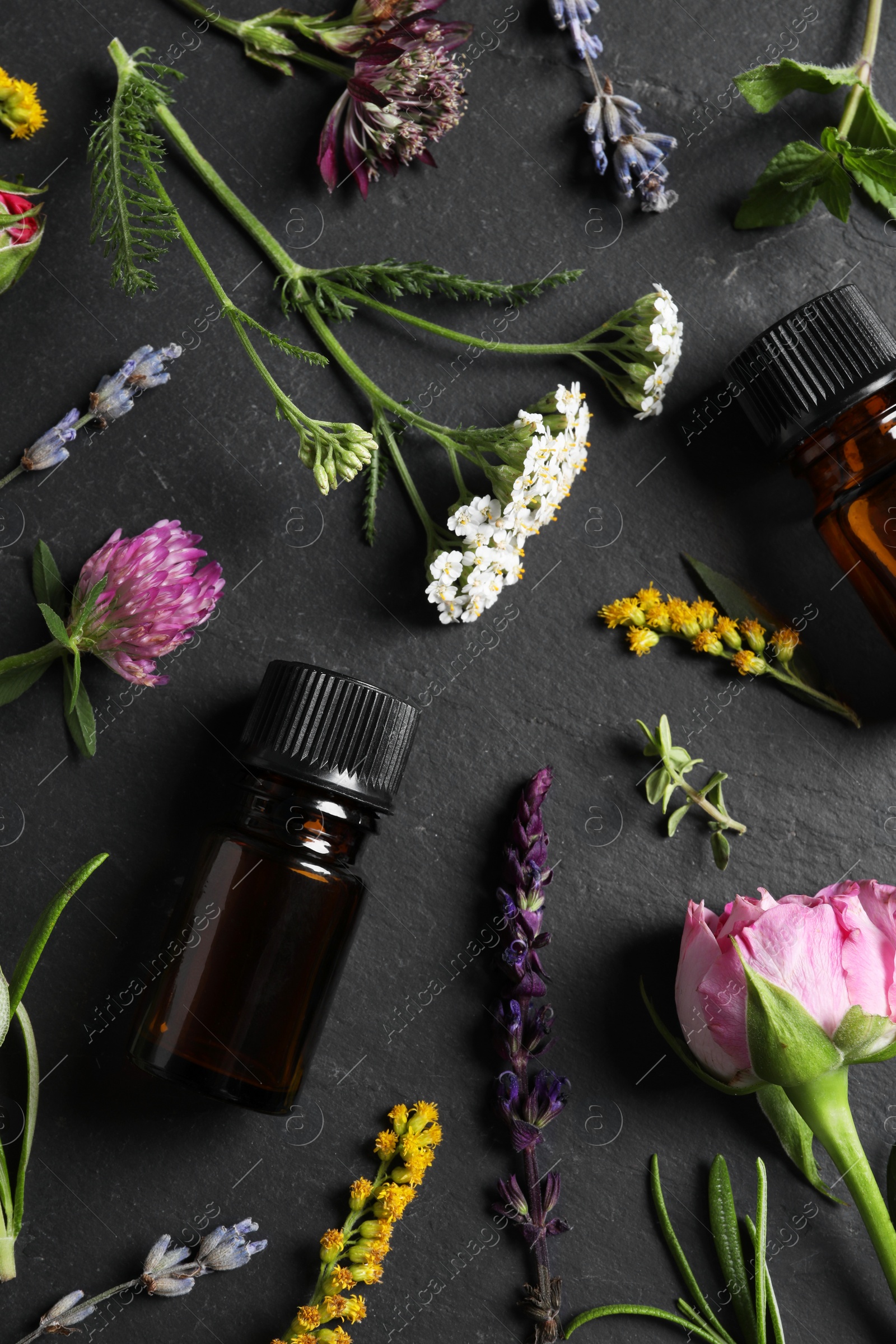 Photo of Bottles of essential oils, different herbs and flowers on black table, flat lay