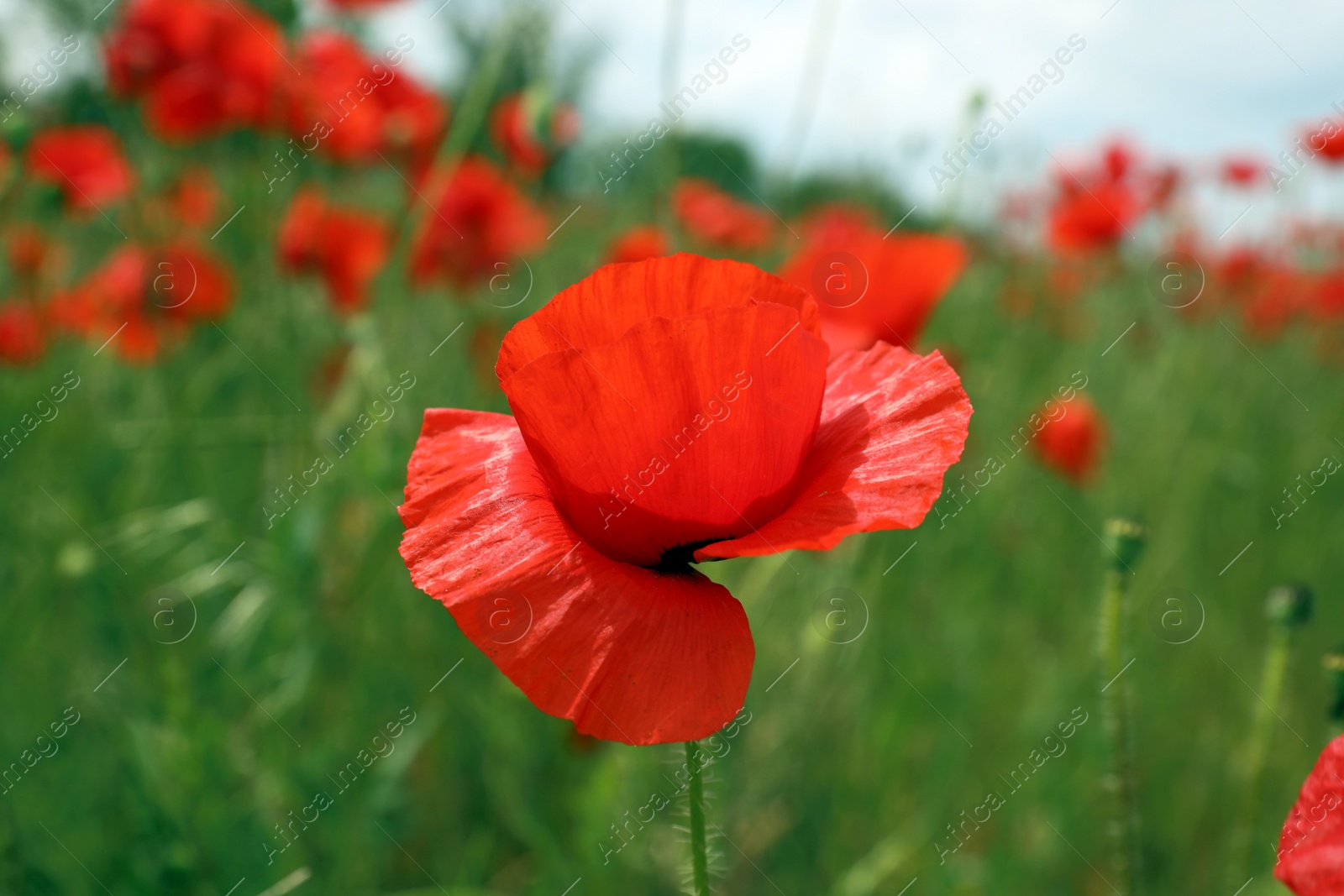 Photo of Beautiful red poppy flower growing in field, closeup