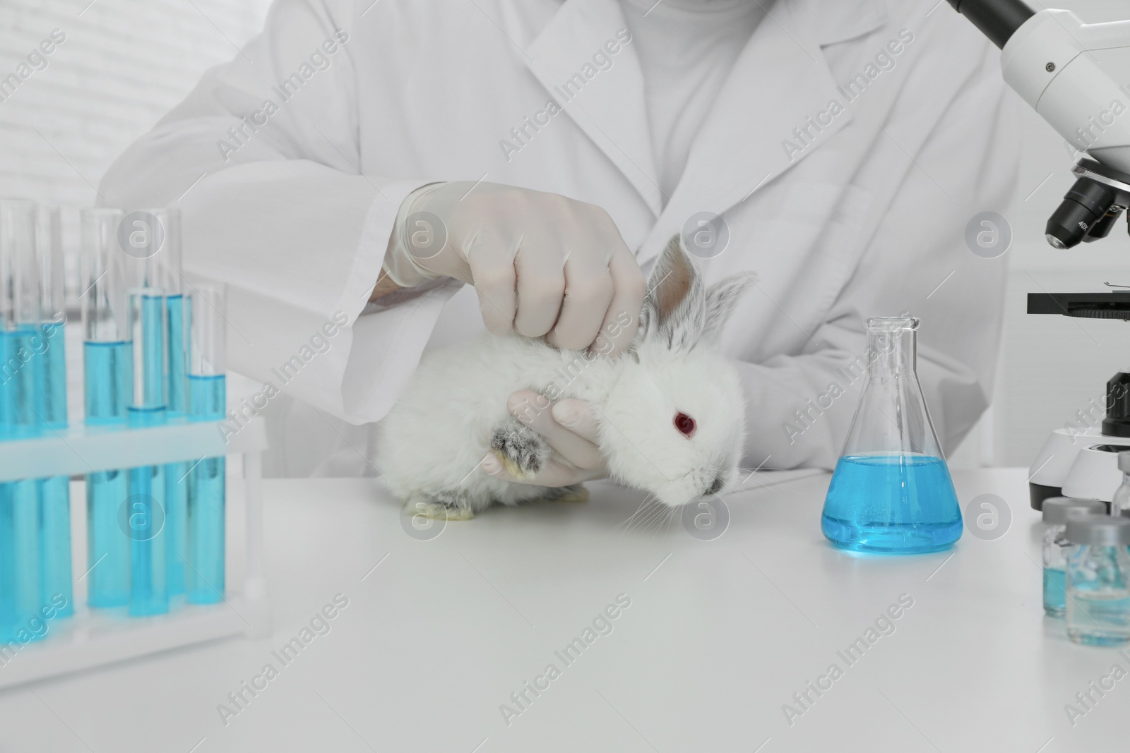 Photo of Scientist with rabbit in chemical laboratory, closeup. Animal testing