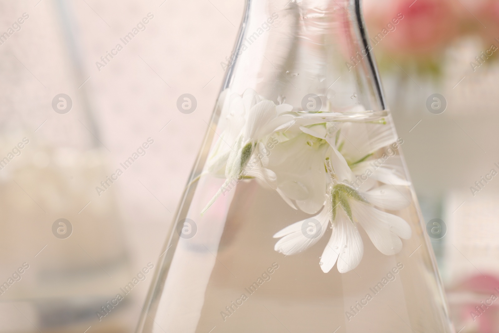 Photo of Flask with ornithogalum flowers on blurred background, closeup. Essential oil extraction