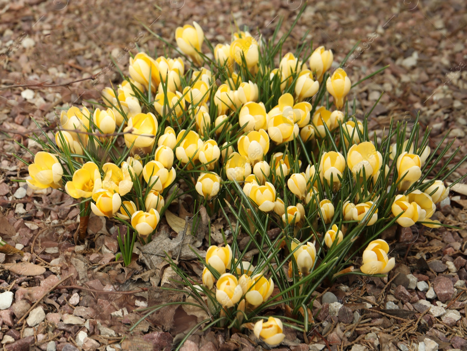 Photo of Beautiful yellow crocus flowers growing in garden