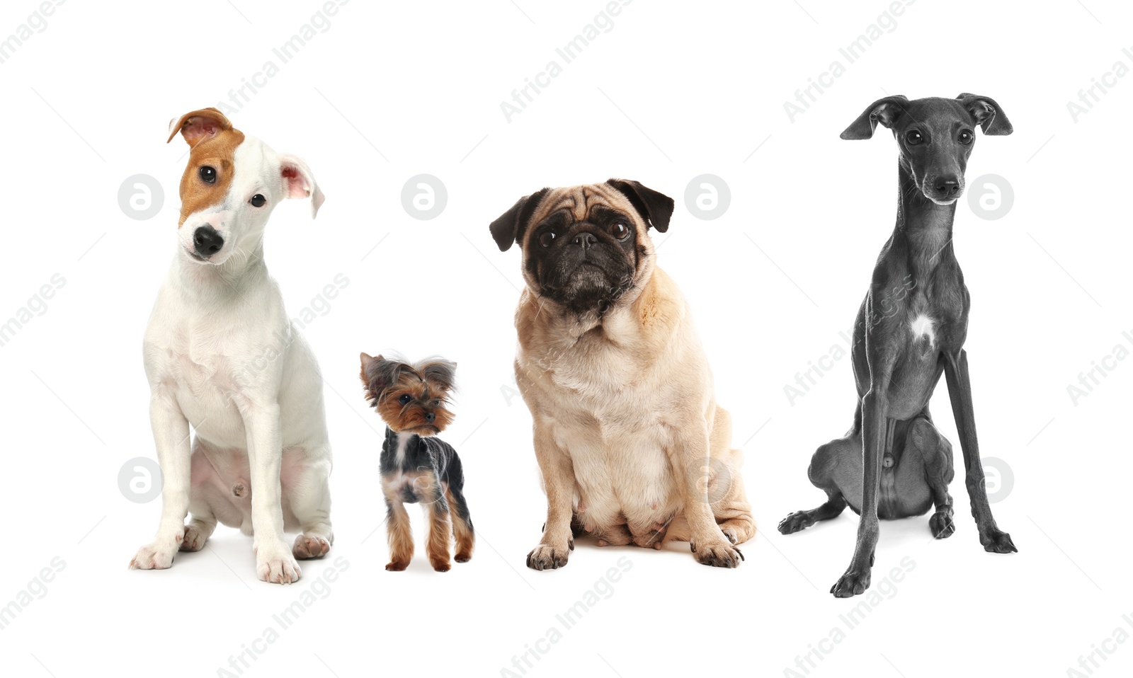 Image of Group of different dogs on white background