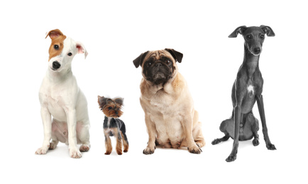 Group of different dogs on white background