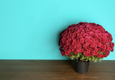 Photo of Beautiful potted chrysanthemum flowers on table against color background. Space for text