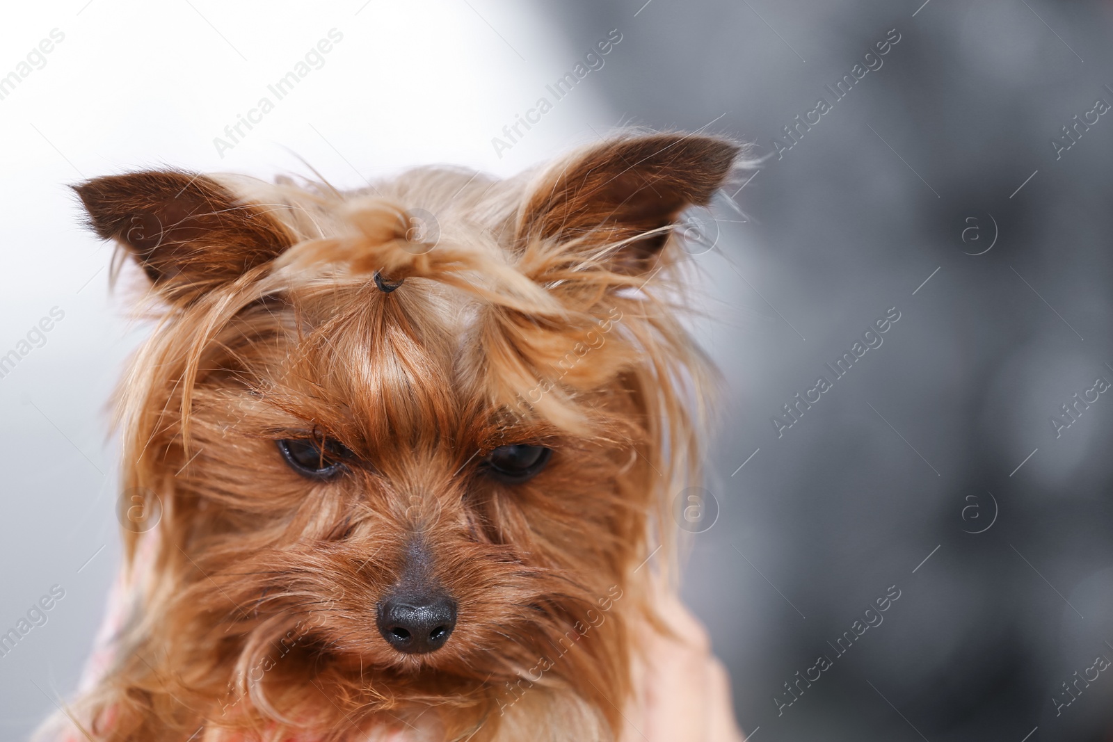 Photo of Adorable Yorkshire terrier indoors, closeup. Happy dog