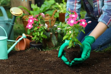 Photo of Woman holding beautiful pink vinca flower over soil in garden, closeup. Space for text