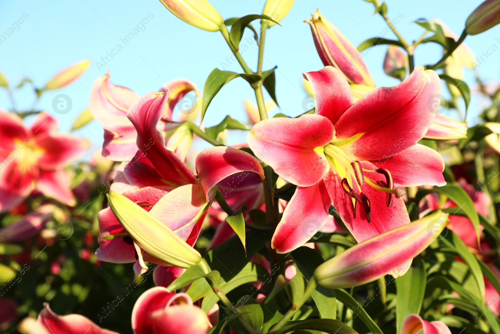 Photo of Beautiful bright pink lilies growing at flower field, closeup