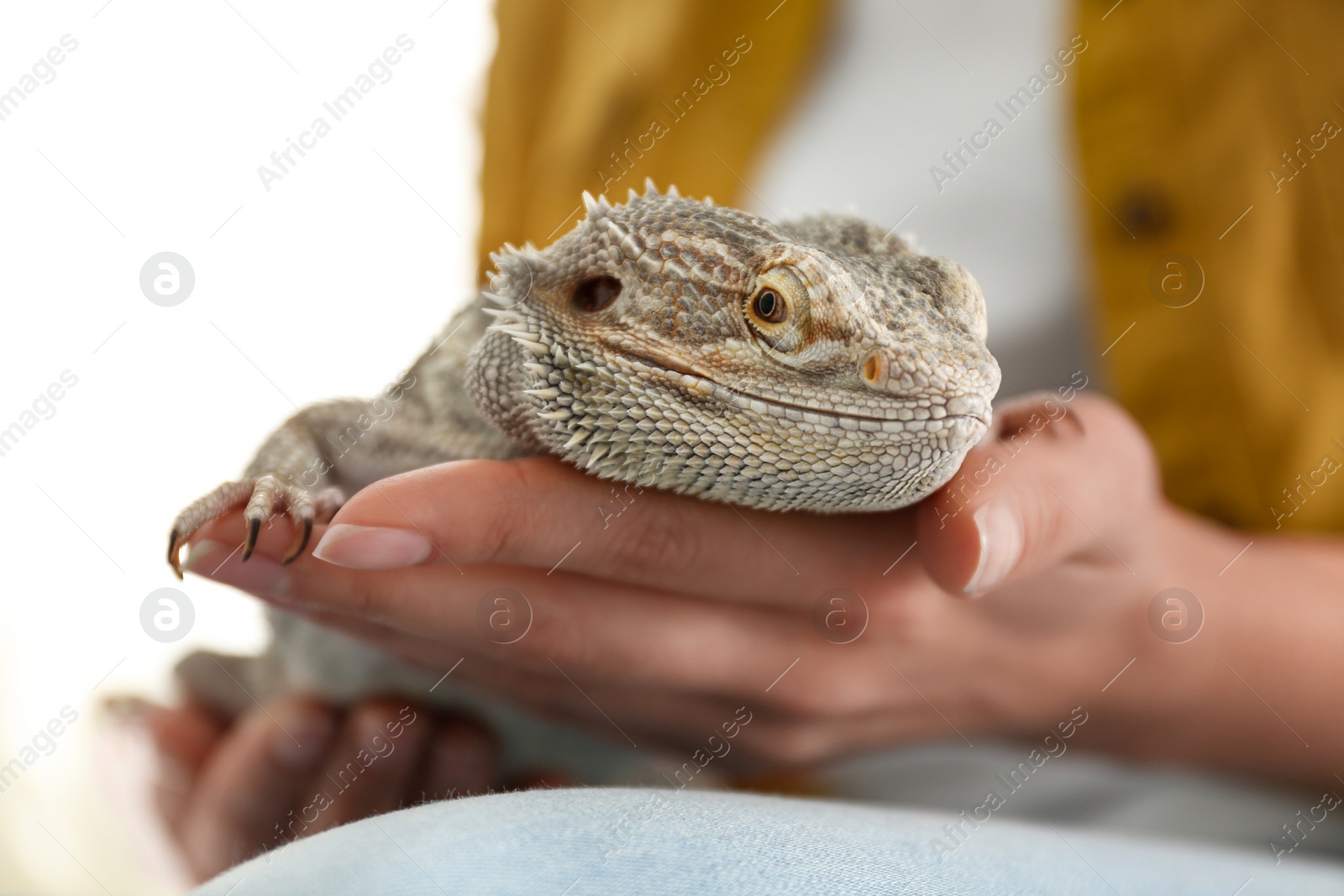 Photo of Young woman with bearded lizard at home, closeup. Exotic pet