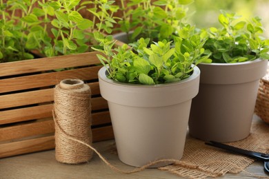 Photo of Aromatic potted oregano on wooden table against blurred green background