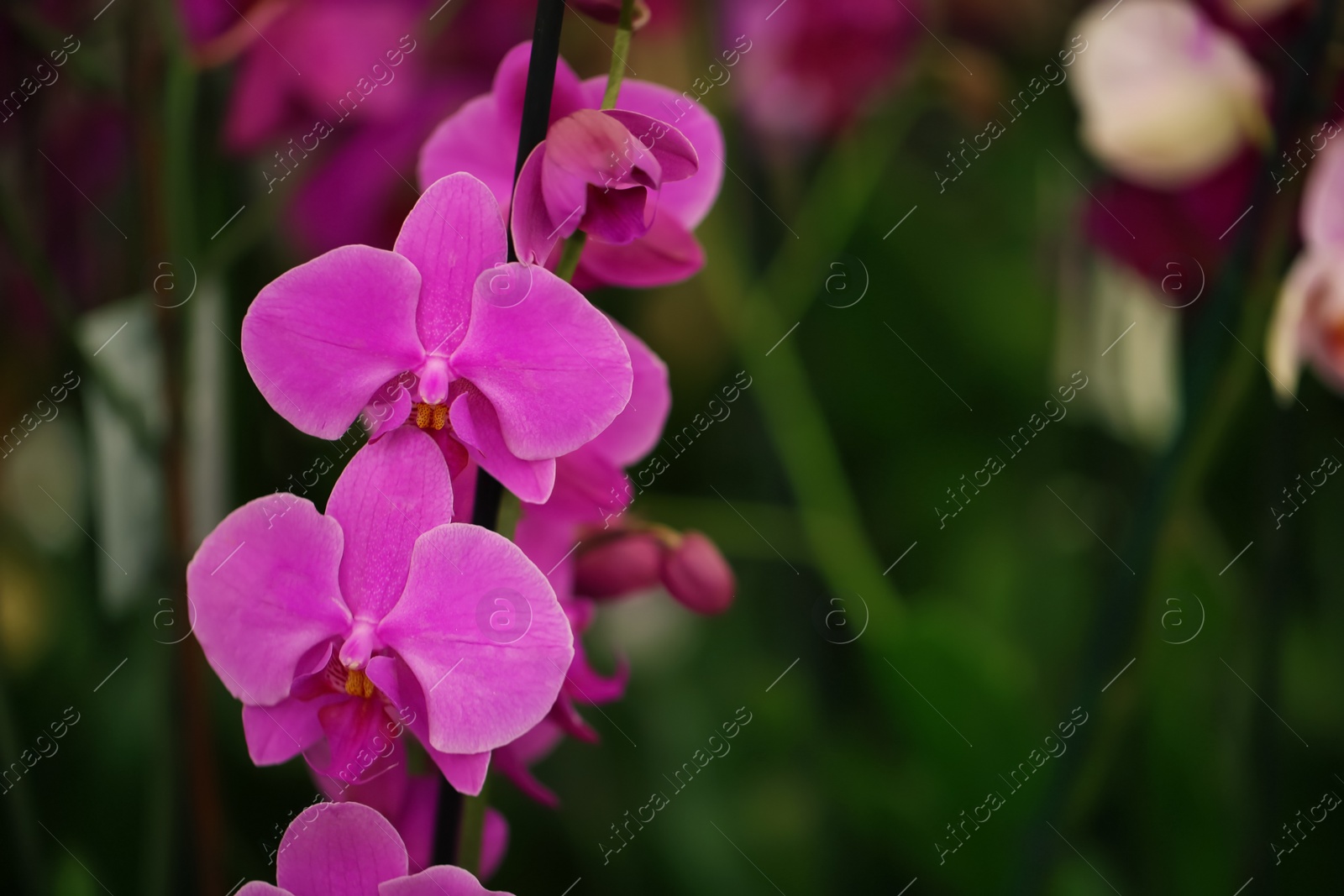 Photo of Beautiful pink orchid flowers, closeup. Tropical plant