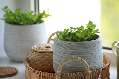 Photo of Aromatic potted oregano on window sill indoors, closeup
