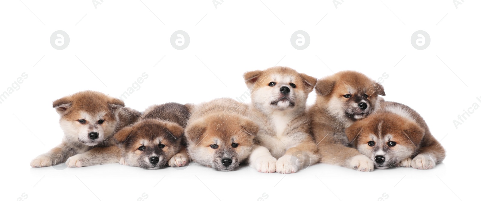 Photo of Adorable Akita Inu puppies on white background