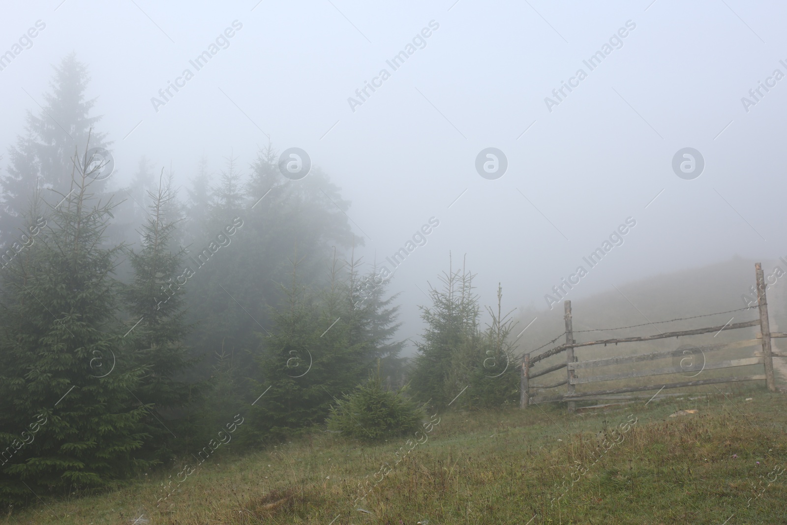 Photo of Wooden fence near forest covered with fog