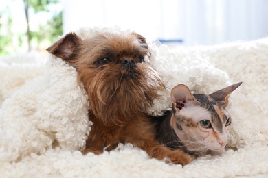 Photo of Adorable dog and cat under blanket together on sofa at home. Friends forever