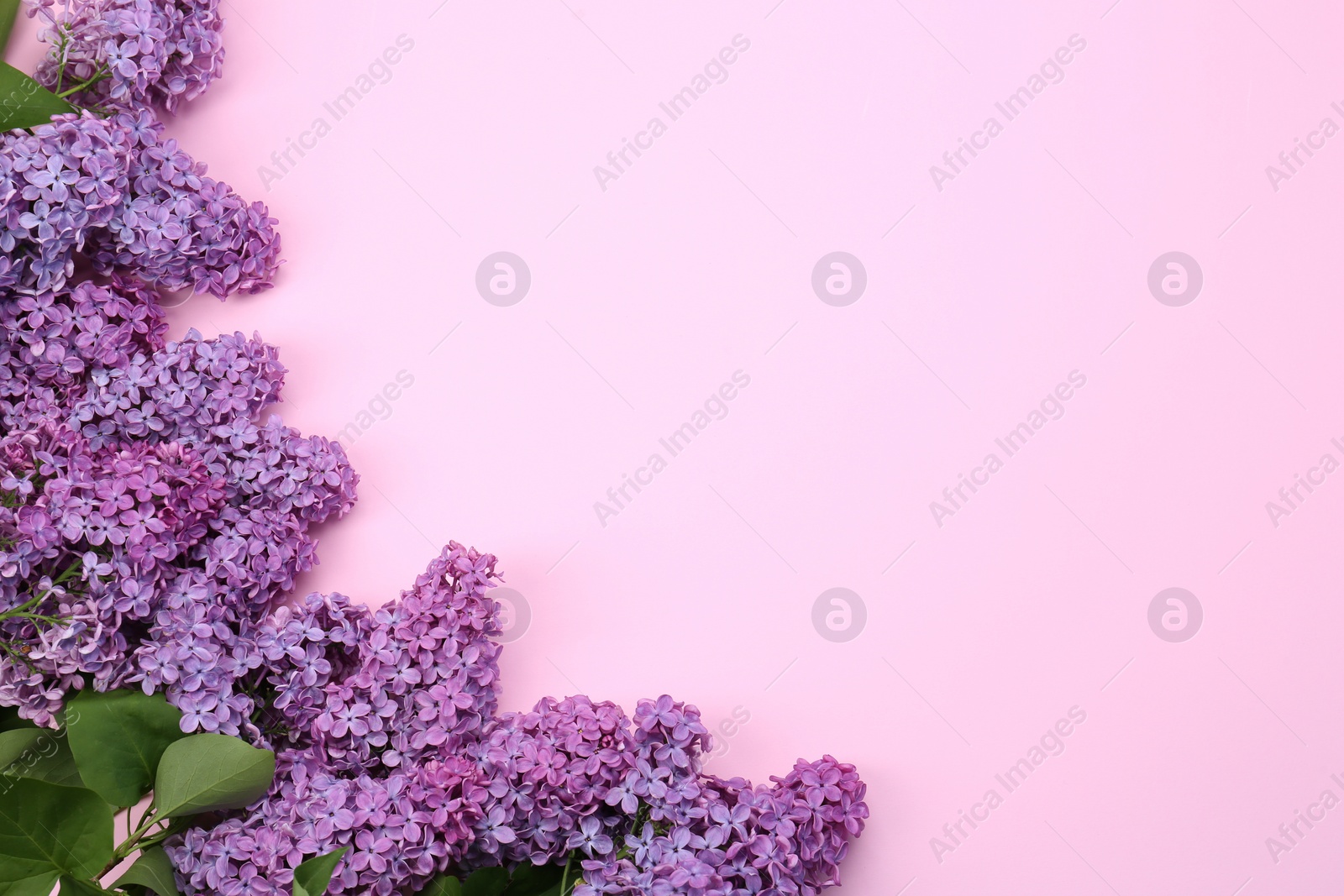 Photo of Beautiful lilac flowers on pale pink background, top view. Space for text