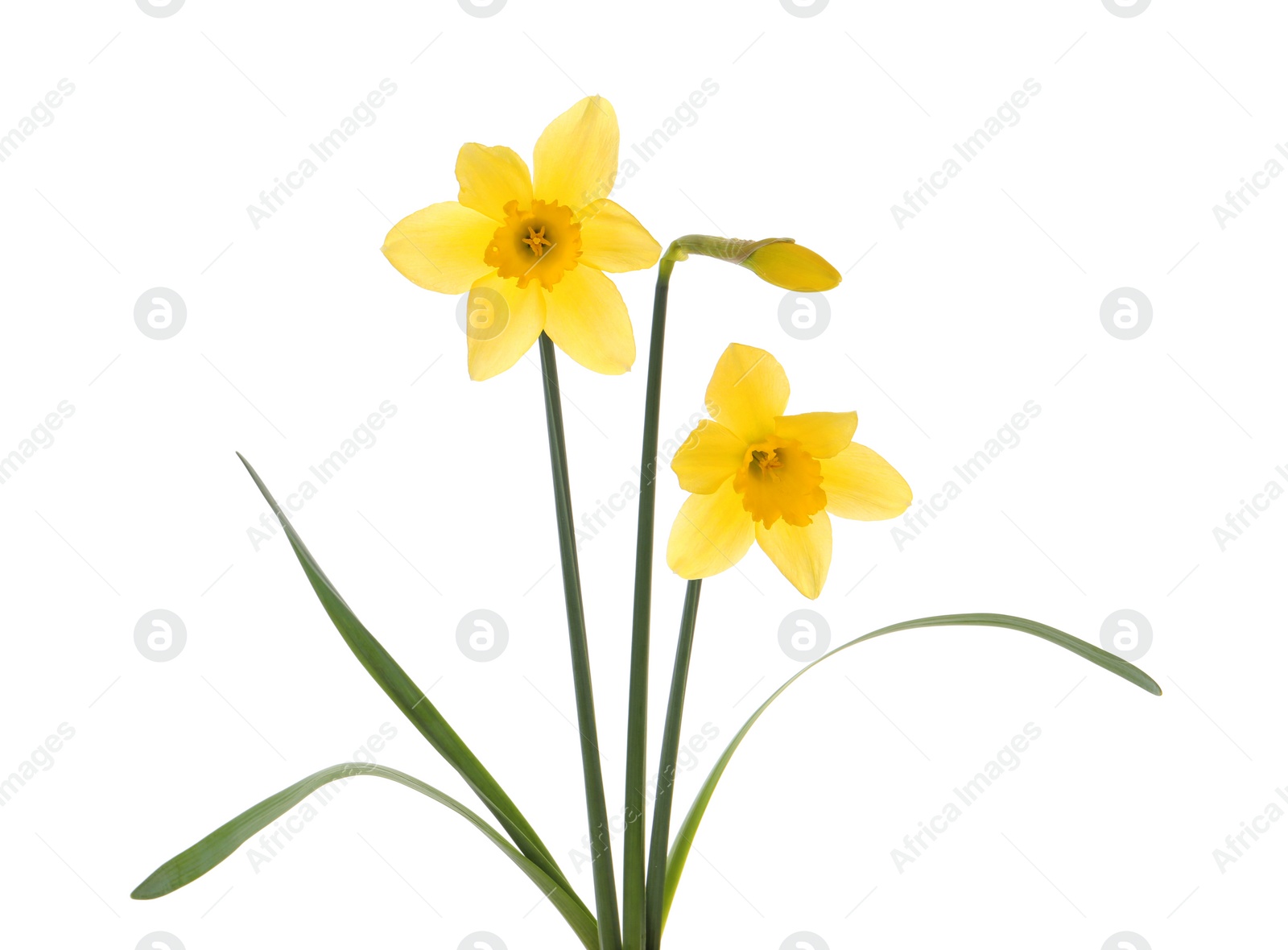 Photo of Beautiful blooming yellow daffodils on white background