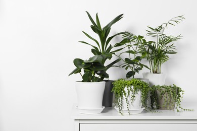 Photo of Beautiful green potted houseplants on white table indoors, space for text