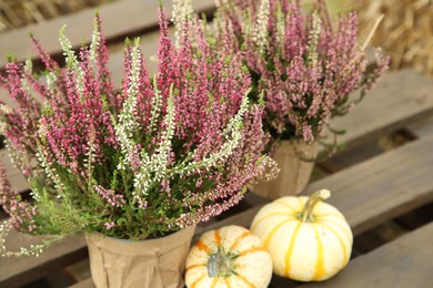 Photo of Beautiful heather flowers in pots and pumpkins on wooden pallet outdoors, closeup