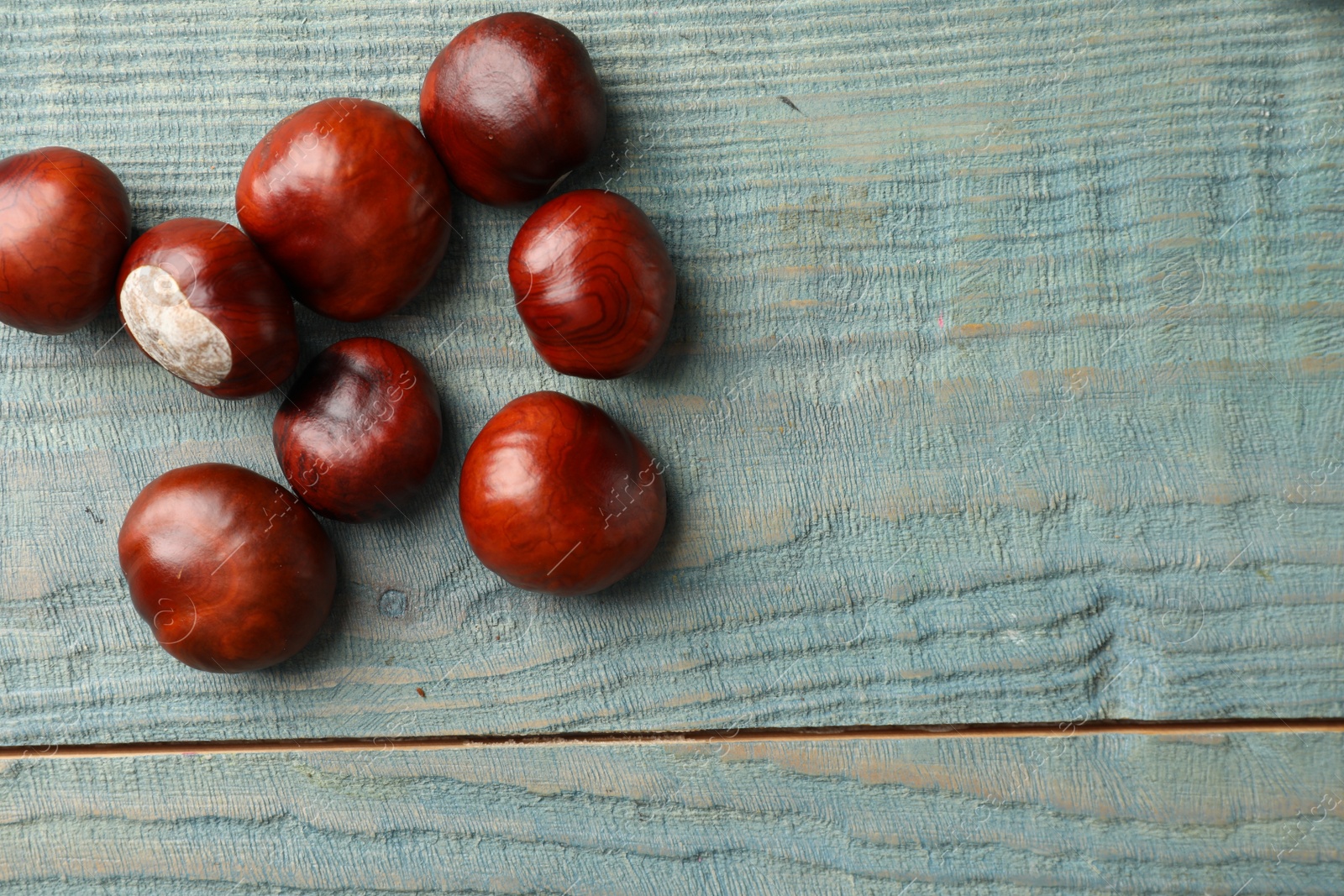 Photo of Many horse chestnuts on blue wooden table, flat lay. Space for text